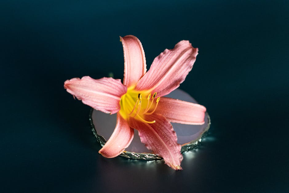 fleurs séchées déco